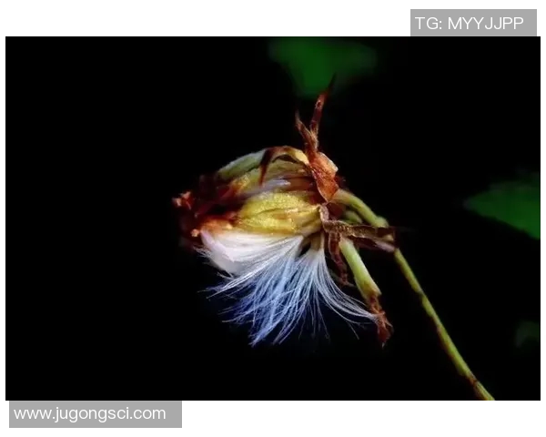 蒲公英的自由飞翔与足球球星的拼搏精神相遇的奇妙故事